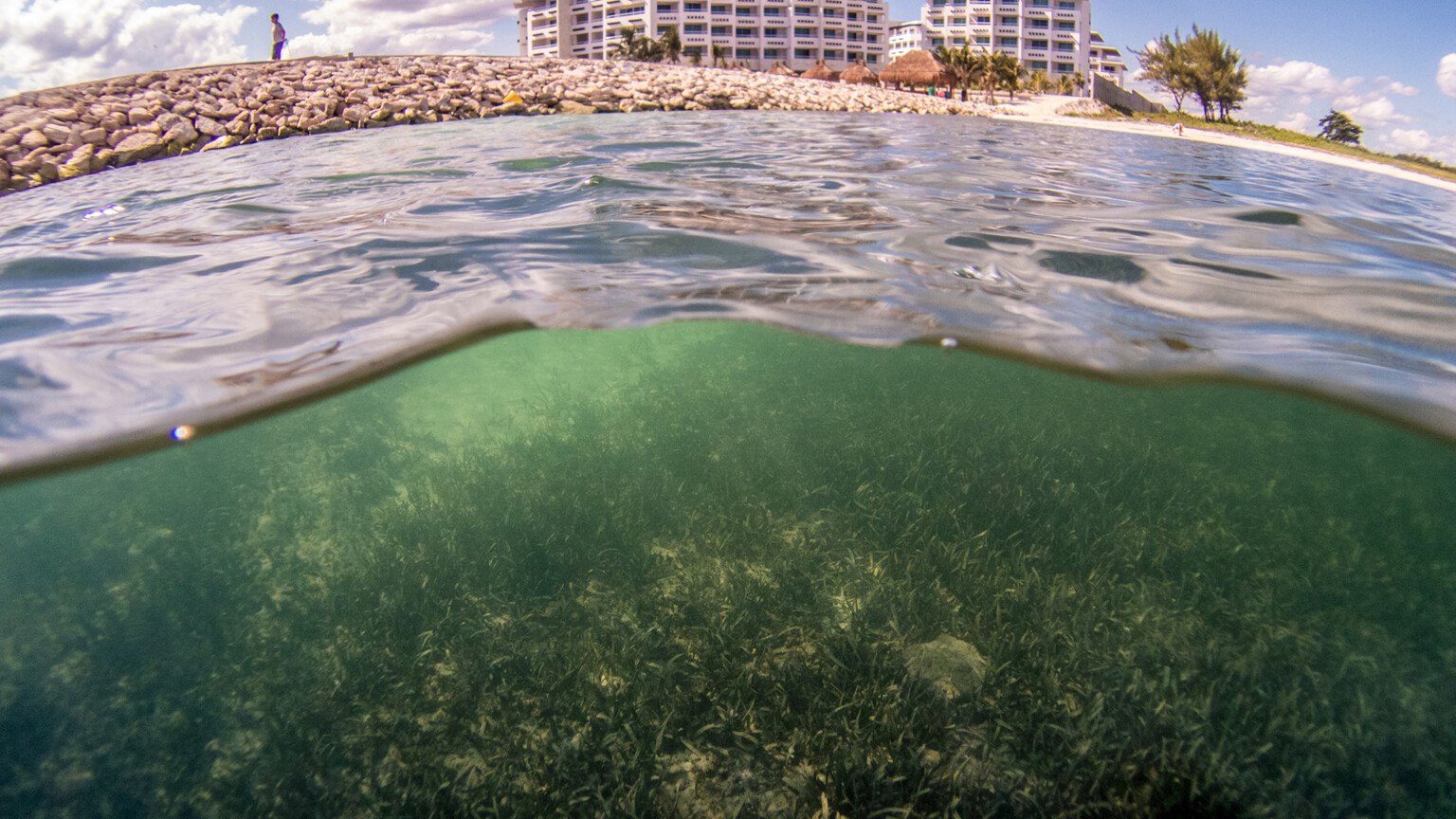 Are seagrasses under threat? Seagrasses Official site