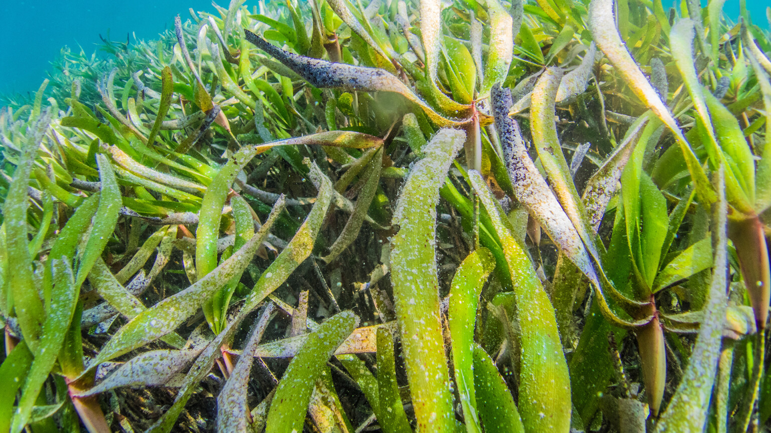 How does seagrass help fight climate change? – Seagrasses Official Website