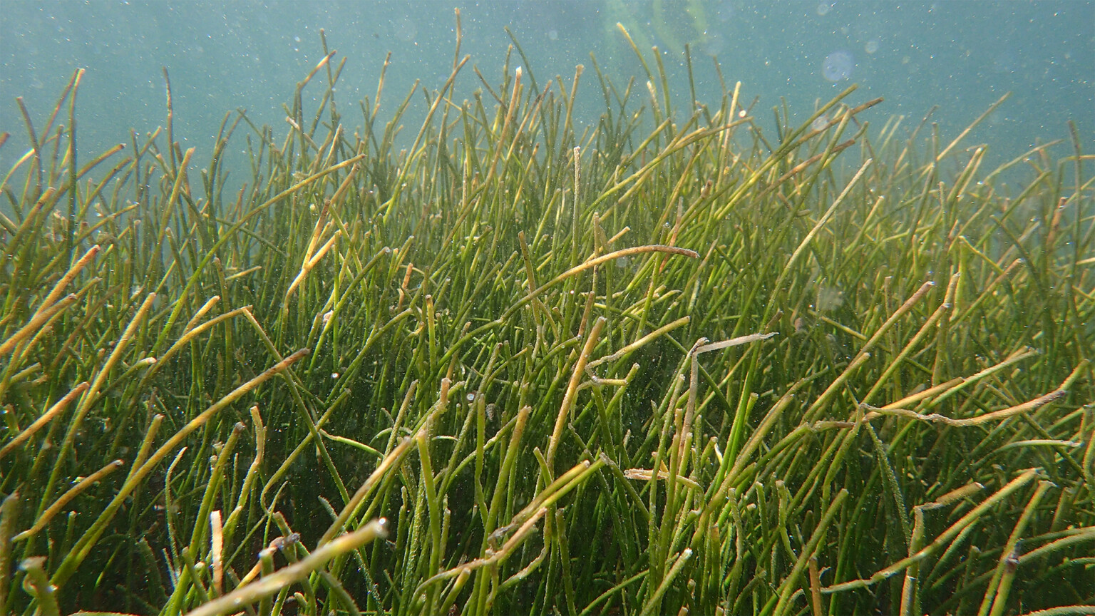 A family portrait Seagrasses Official site