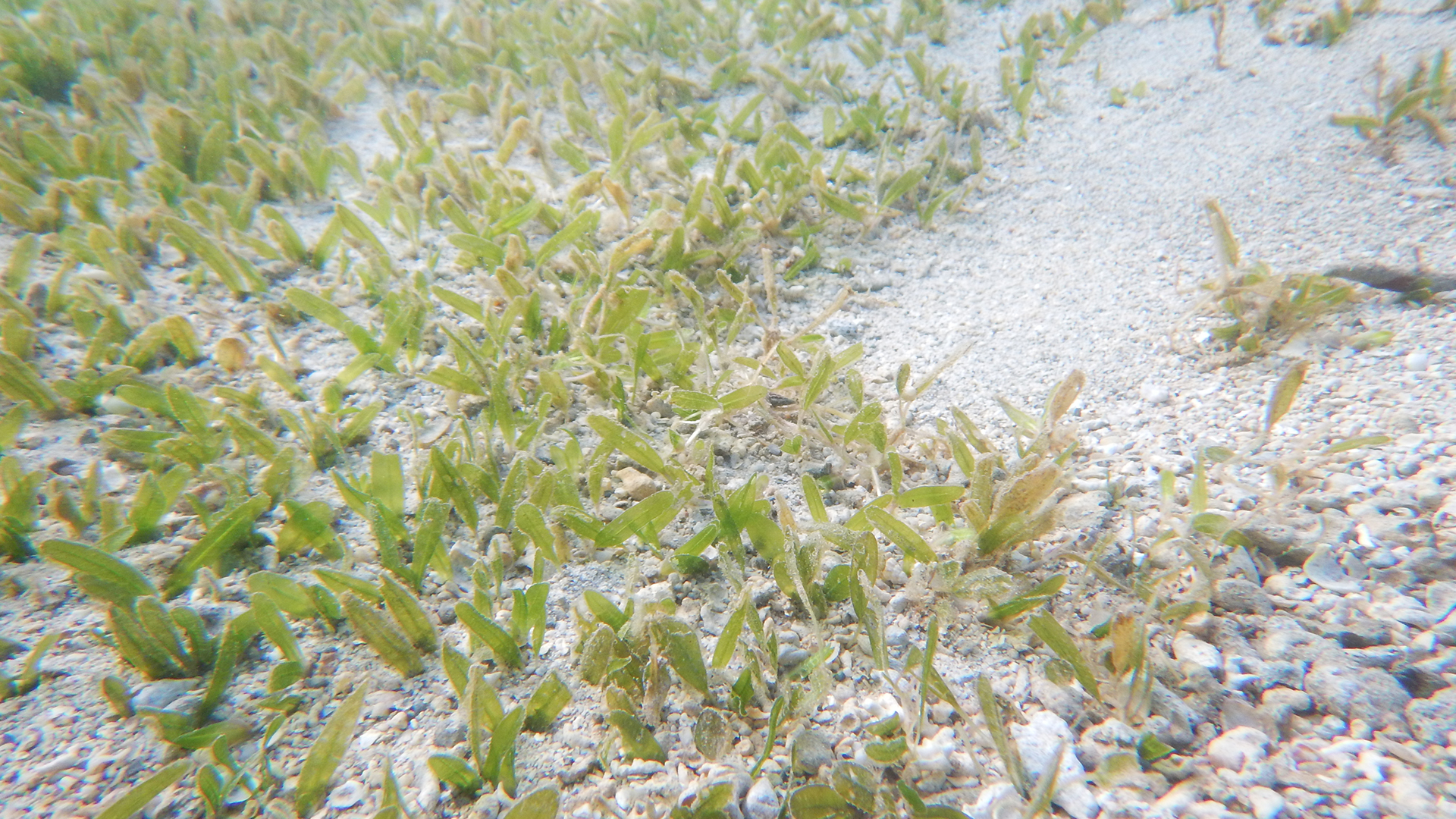 A family portrait Seagrasses Official site