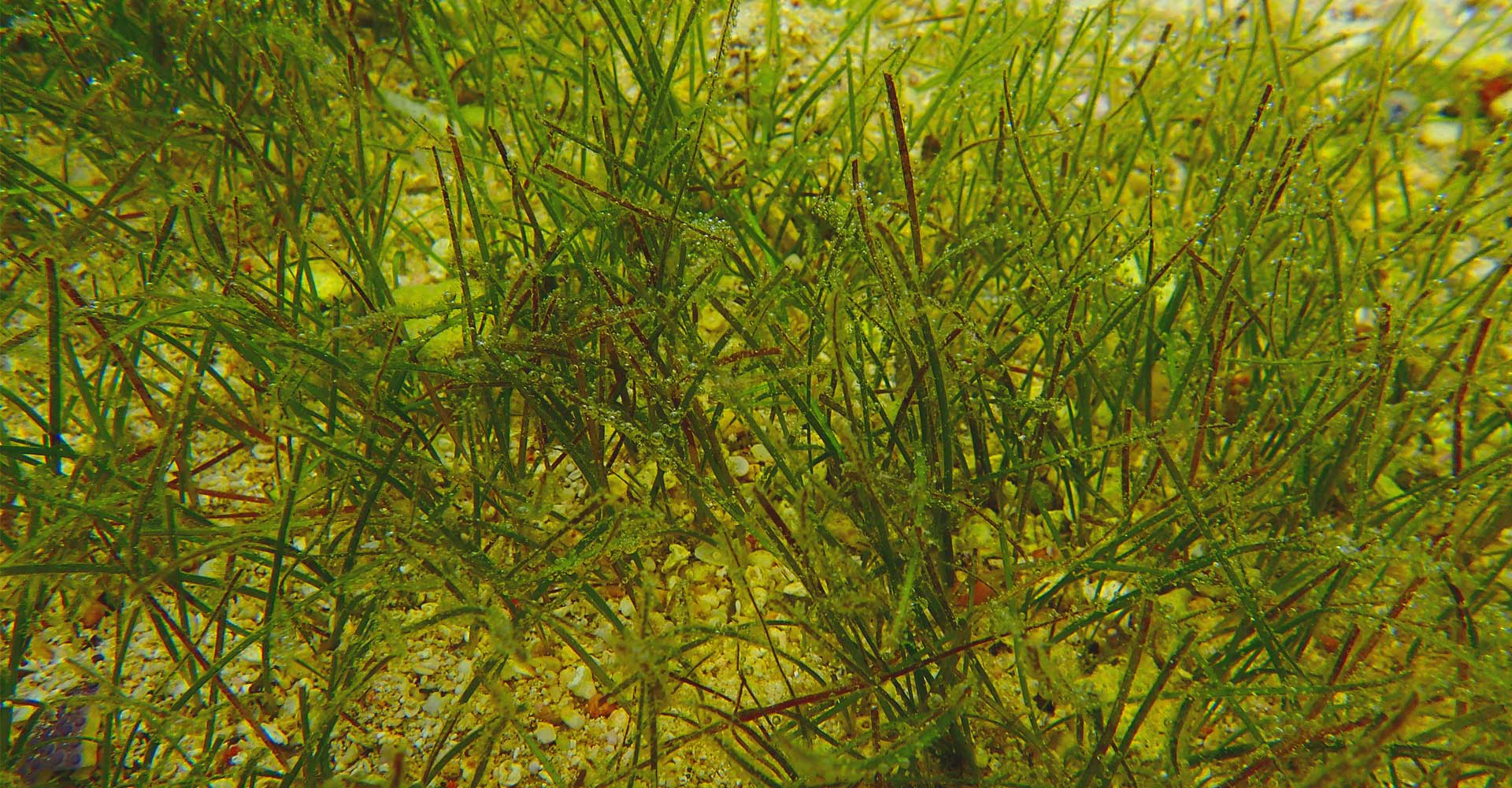 Resources Seagrasses Official Website