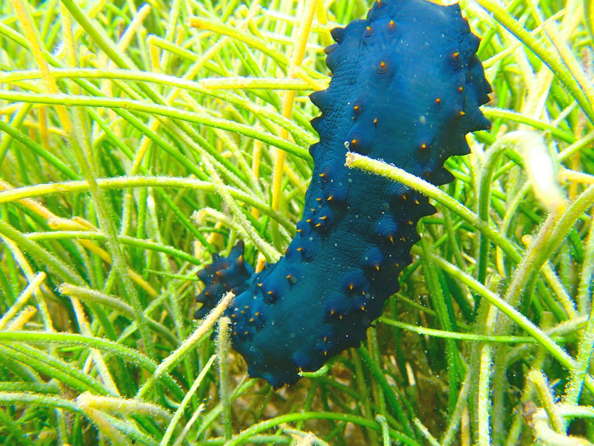 Resources Seagrasses Official site