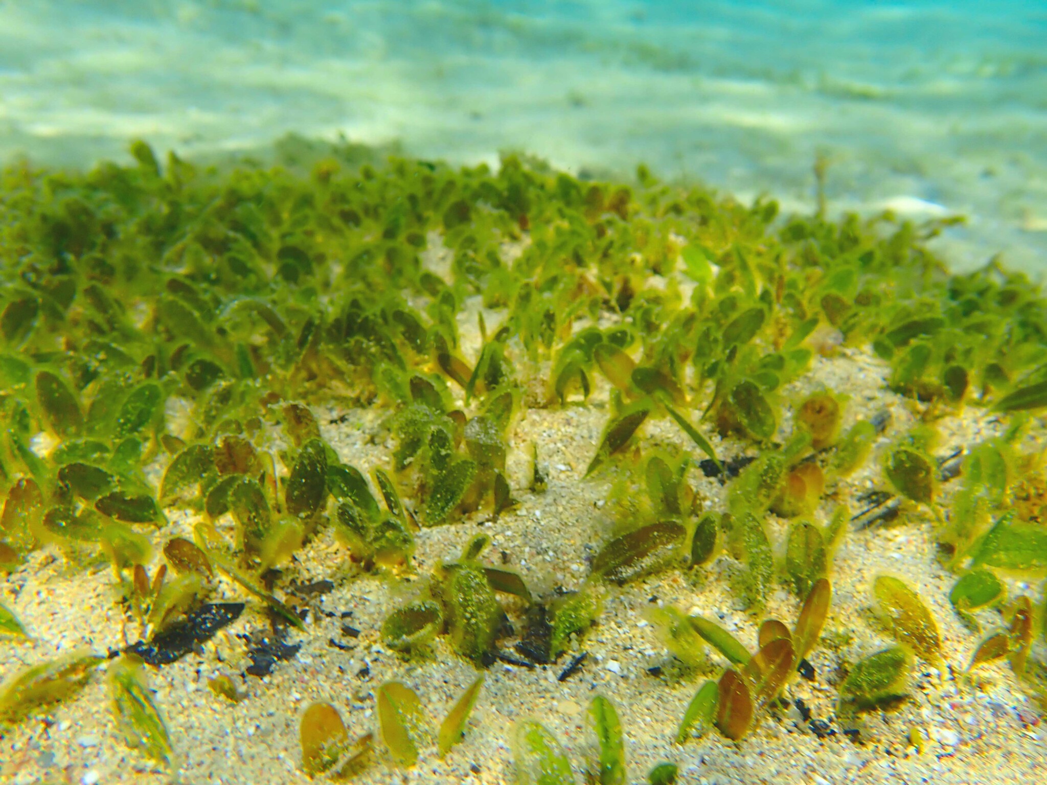 Resources Seagrasses Official site